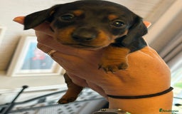 Miniature Dachshund dogs for sale: Six beautiful miniature Dachshunds - Image 31