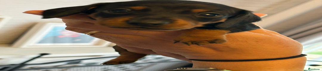 Miniature Dachshund Puppy 5