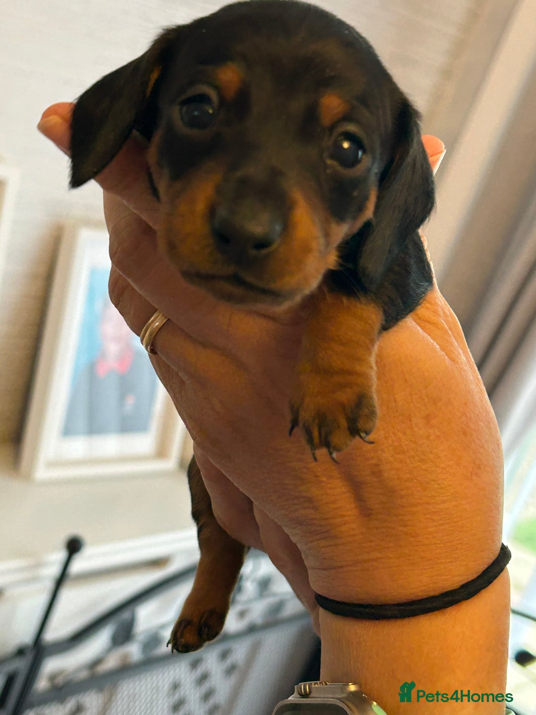Miniature Dachshund dogs for sale: Six beautiful miniature Dachshunds - Image 31