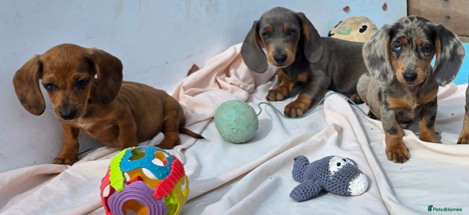 Dachshund dogs Healthy Dachshunds - Advert 2
