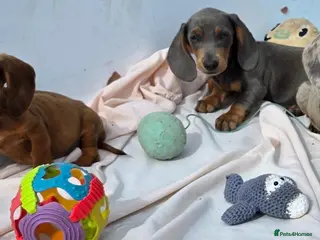 Dachshund dogs Healthy Dachshunds - Advert 14