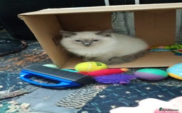 Ragdoll cats for sale: Pedigree Ragdolls for sale £495 - Image 35