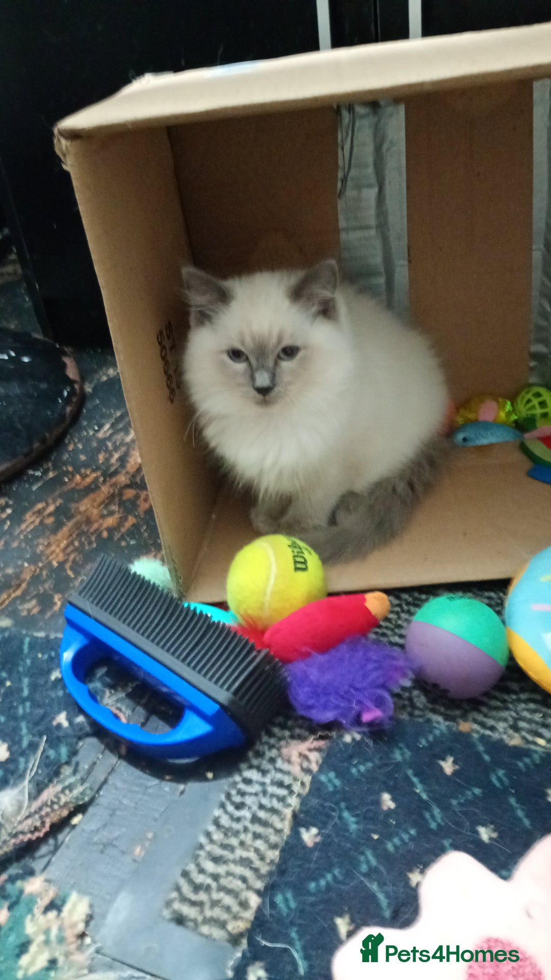 Ragdoll cats for sale: Pedigree Ragdolls for sale £495 - Image 35