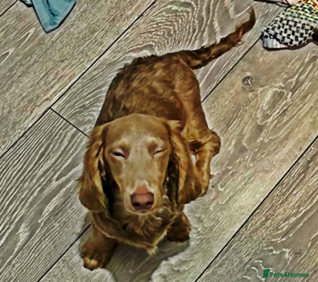 Miniature Dachshund dogs for stud: 🏆ISRI, CHAMPION STUD🏆 - Advert 7