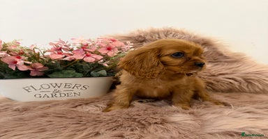 Cavalier King Charles Spaniel dogs - Advert 3