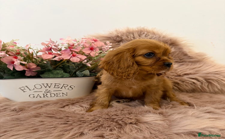 Cavalier King Charles Spaniel dogs - Advert 2