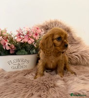 Cavalier King Charles Spaniel dogs - Advert 3