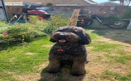 Labradoodle dogs for sale: Labradoodle Puppies 10 weeks 14 Nov 25 - Image 4