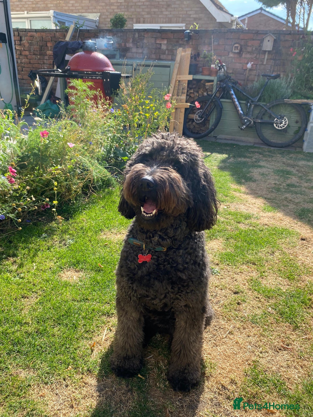 Labradoodle dogs for sale: Labradoodle Puppies 10 weeks 14 Nov 25 - Image 4