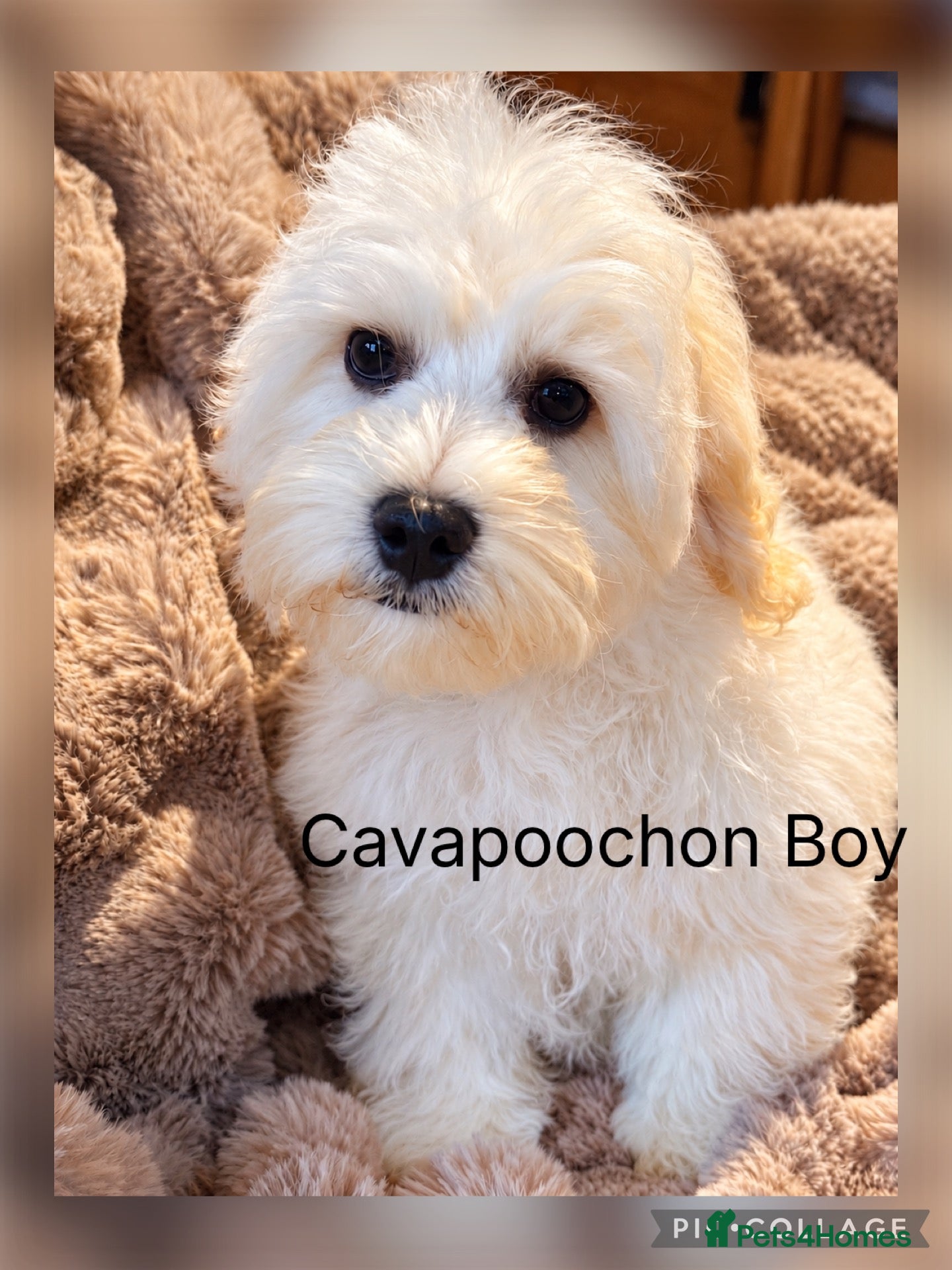 Cavapoochon dogs for sale: Ready now Stunning Cavapoochon Boy  - Advert 1