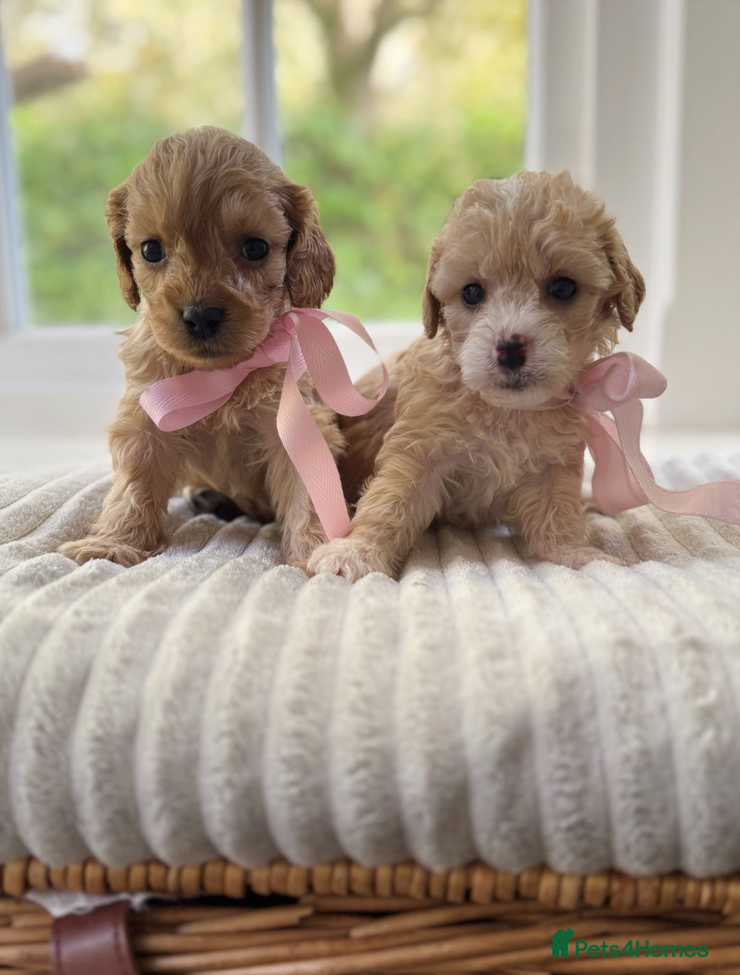 Cavapoochon dogs for sale: Cavapoochon puppies - Image 13