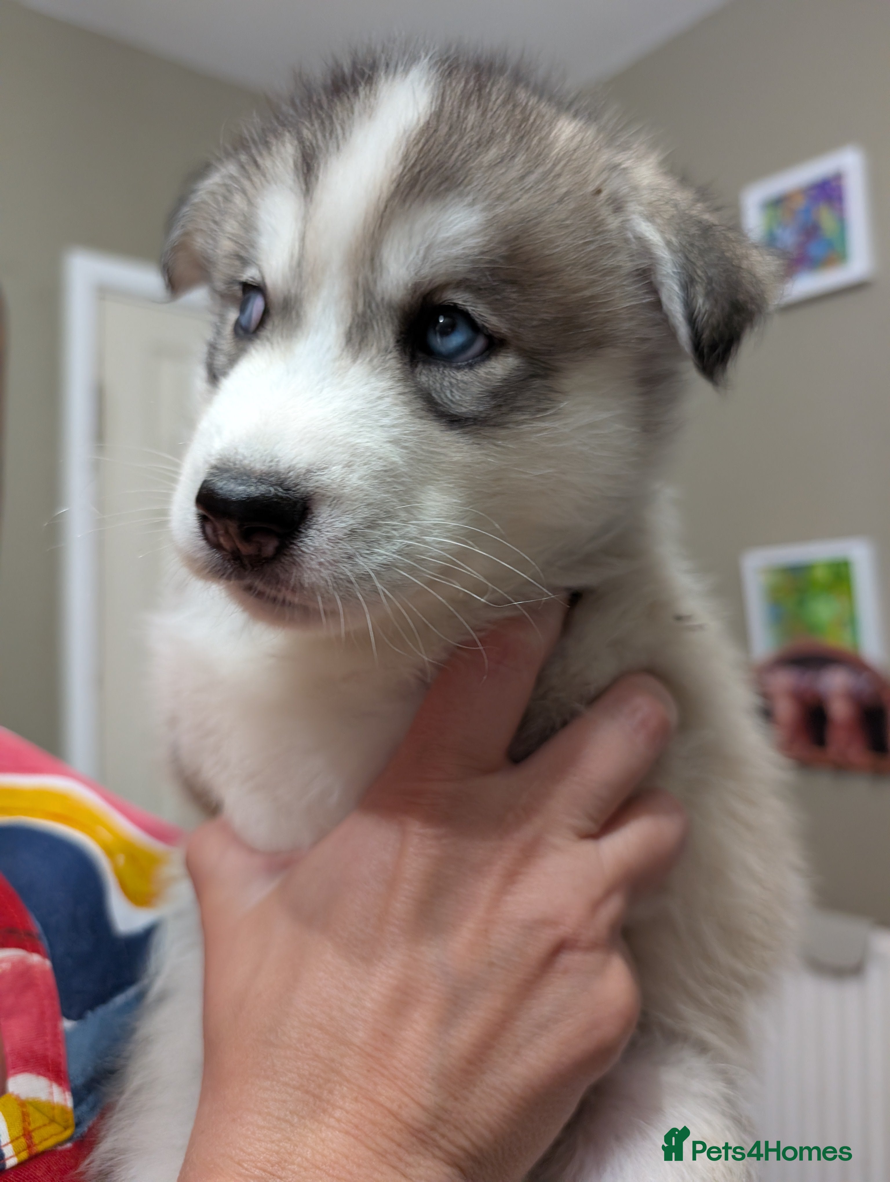 Siberian Husky dogs Stunning Siberian husky puppies - Advert 1