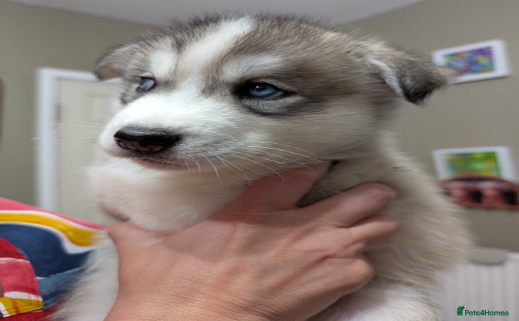 Siberian Husky dogs - Advert 1