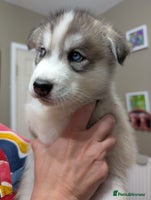 Siberian Husky dogs - Advert 5