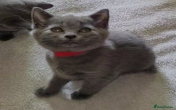 British Shorthair cats for sale: British Blue shorthair kittens £400 - Image 3