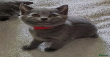 British Shorthair cats - Advert 1