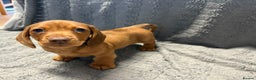 Miniature Dachshund dogs for sale: KC Miniature Dachshund Puppies Last Boy 🐶 - Advert 15