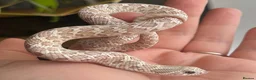 Snake reptiles for sale: Various Western Hognose Hatchlings - Advert 39