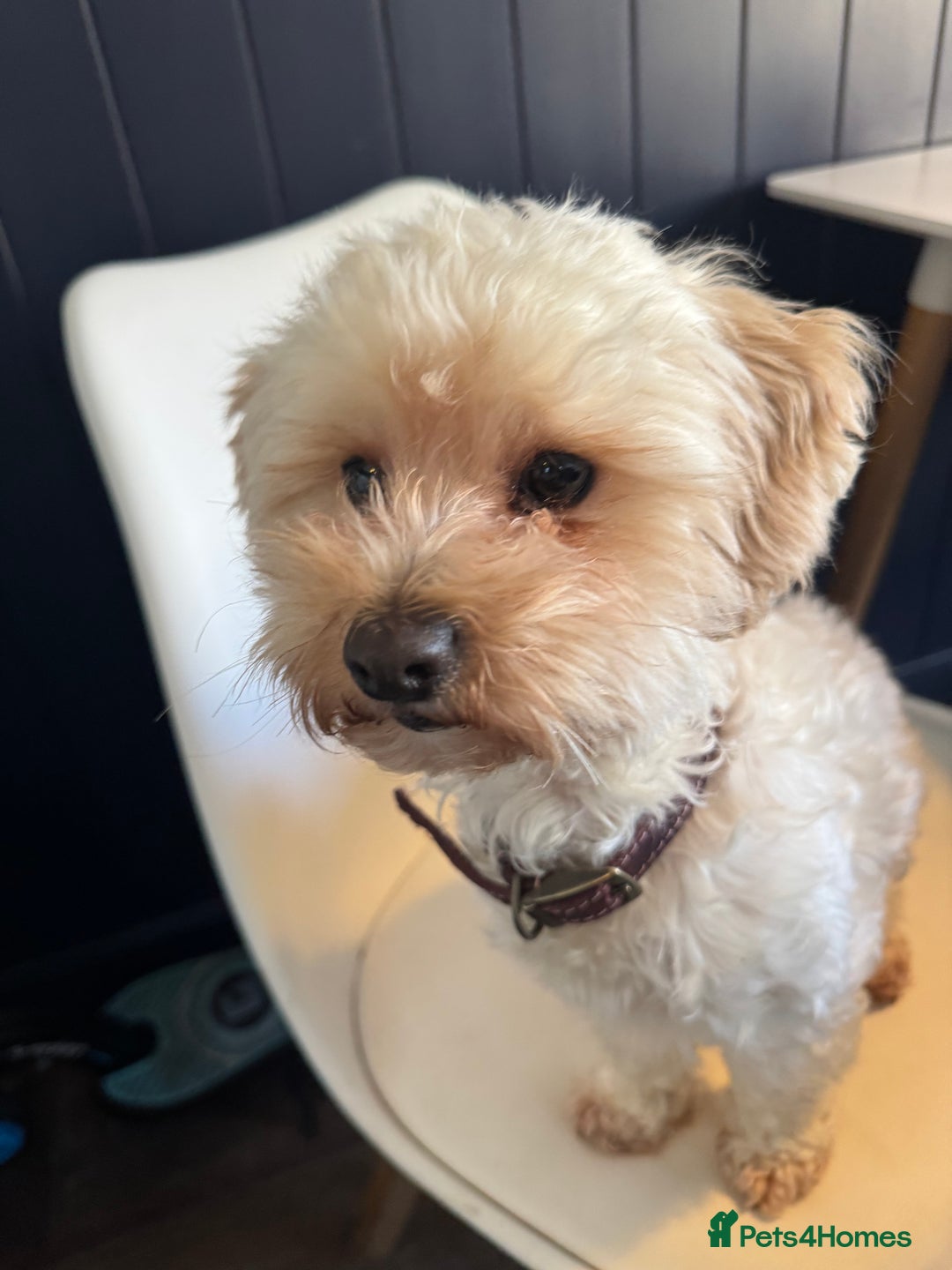 Shihpoo dogs for sale: Shipoo  - Advert 1