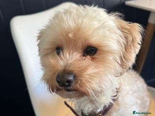 Shihpoo dogs Shipoo - Advert 3