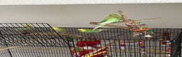 Budgerigars birds for sale: 5 budgies & Cage etc  - Advert 1