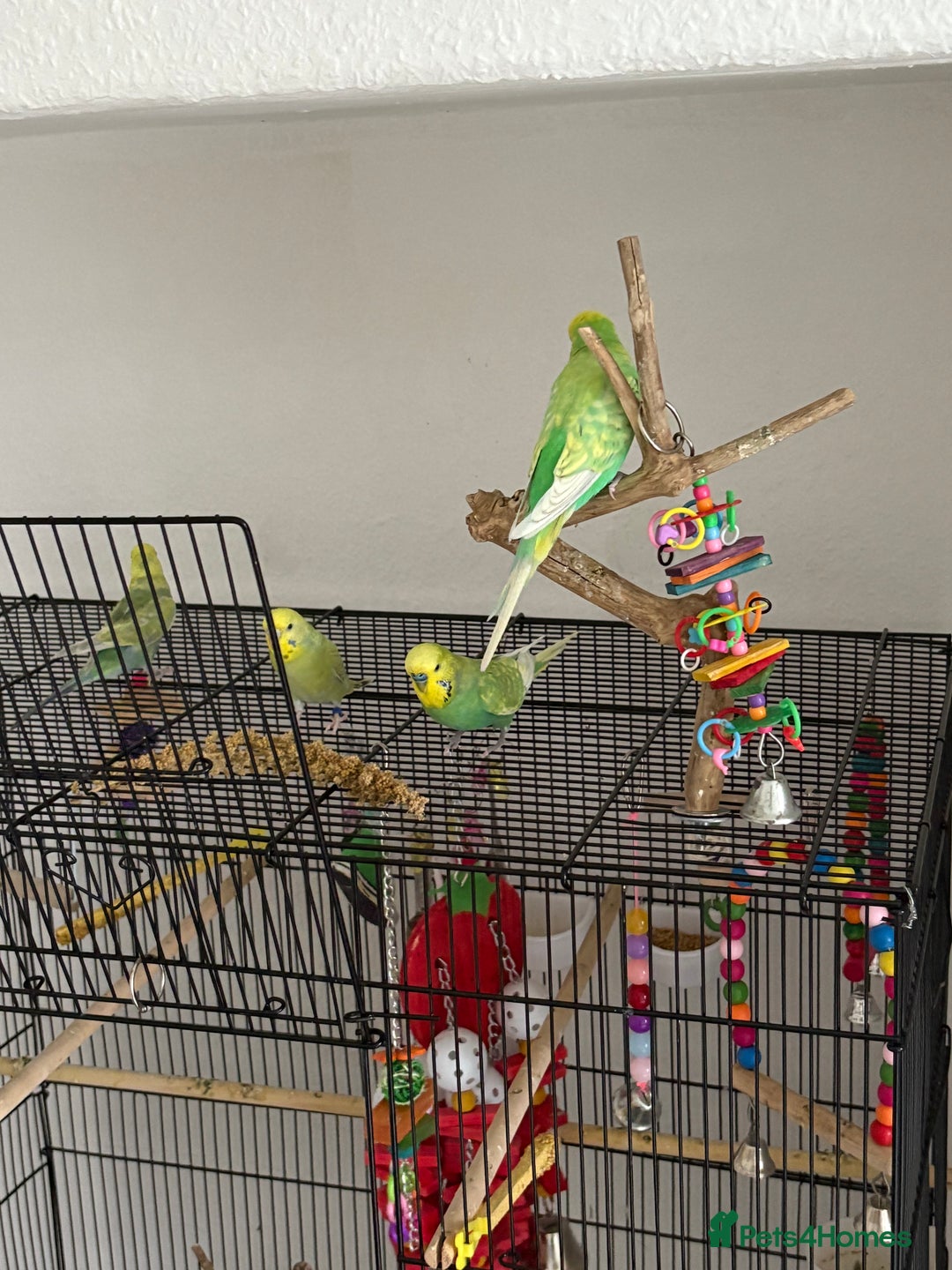 Budgerigars birds for sale: 5 budgies & Cage etc  - Advert 1