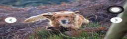 Golden Retriever dogs for sale: FIELD GOLDEN RETRIEVER  - Advert 6