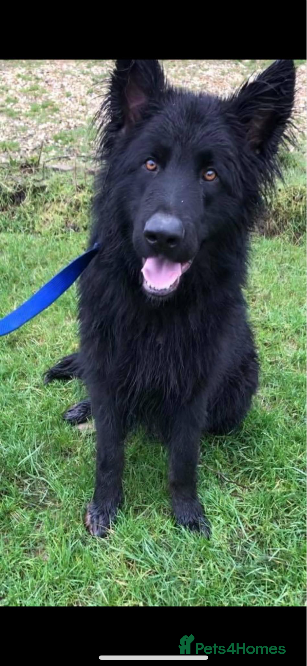 German Shepherd dogs for sale: Stunning German Shepherd Puppies - Advert 8