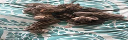 Bengal cats for sale: 8 gorgeous bengal kittens for sale  - Advert 2