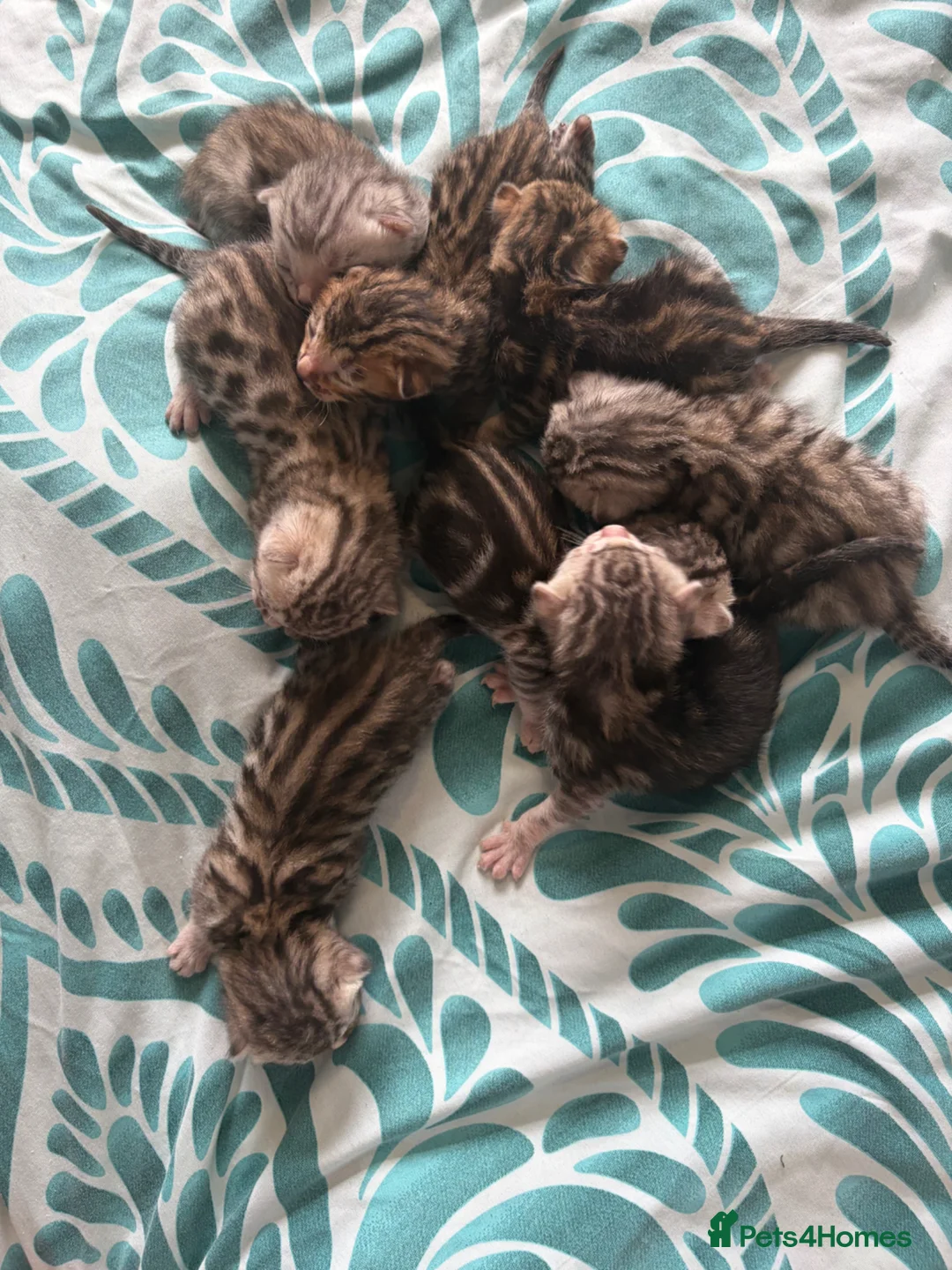 Bengal cats for sale: 8 gorgeous bengal kittens for sale  - Advert 2