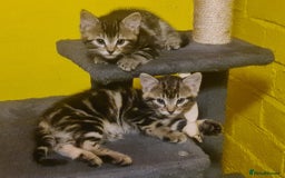 Mixed Breed cats for sale: tabby kittens - Image 2