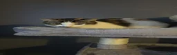 Mixed Breed cats for sale: 5 Adorable Kittens for sale  - Advert 10