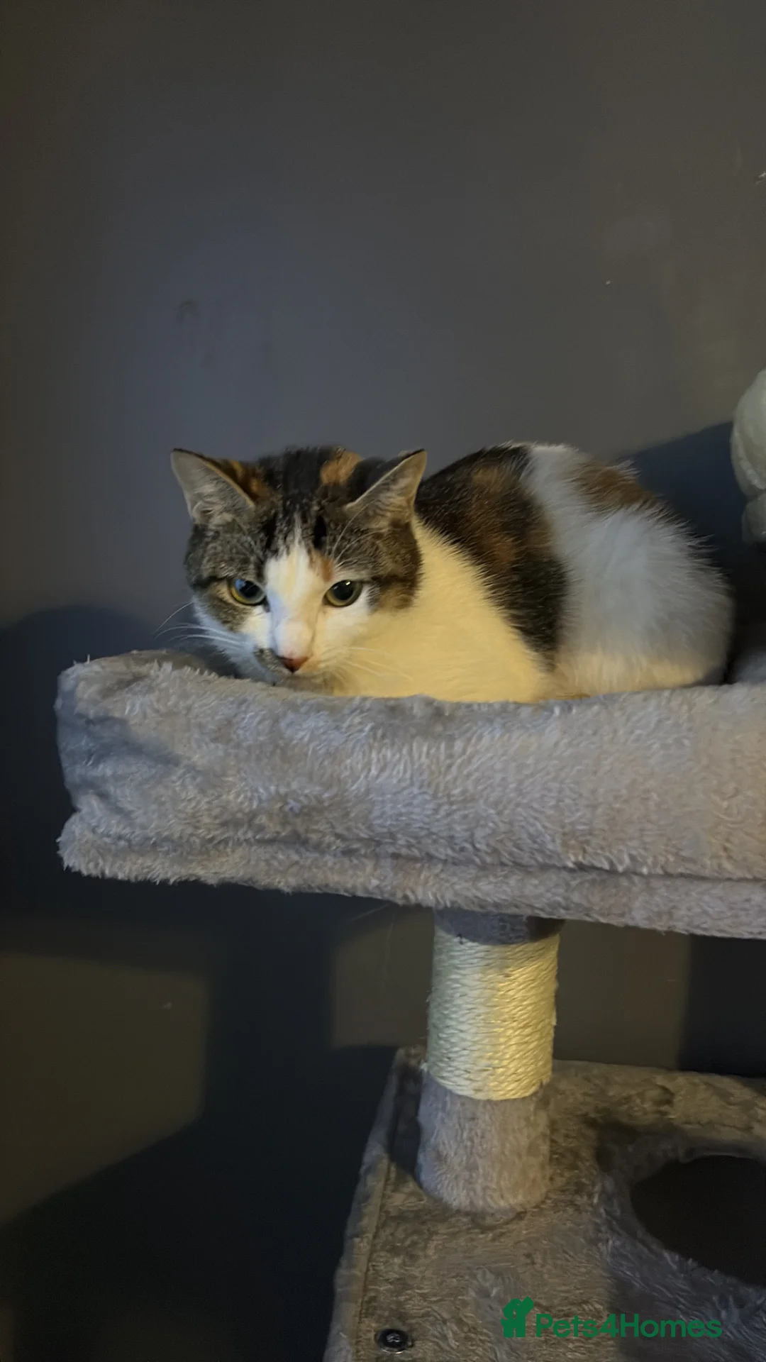 Mixed Breed cats for sale: 5 Adorable Kittens for sale  - Advert 10