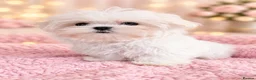 Maltese dogs for sale: Pure Korean Maltese puppies  - Advert 6