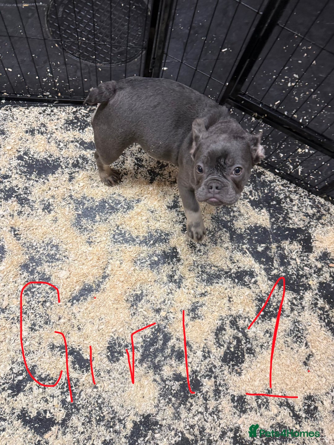 French Bulldog dogs for sale: Reduced French Bulldogs - Advert 10