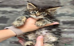 Maine Coon cats for sale: Gorgeous Black Tabby Mainecoon Kitten  - Image 12
