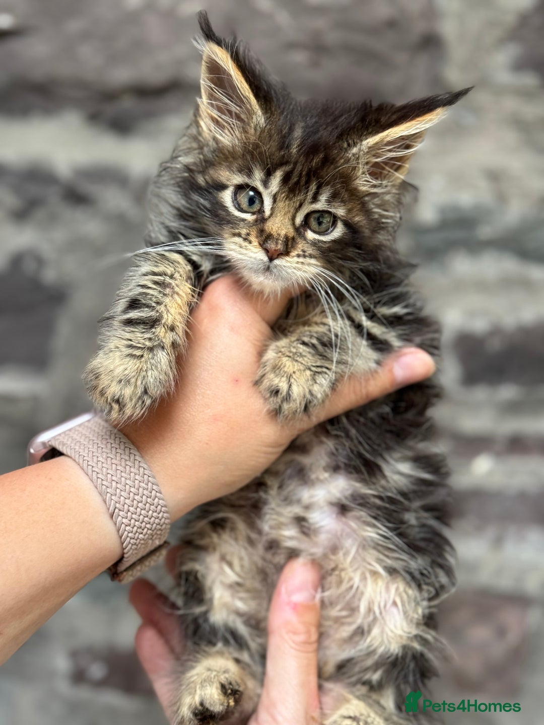 Maine Coon cats for sale: Gorgeous Black Tabby Mainecoon Kitten  - Image 12