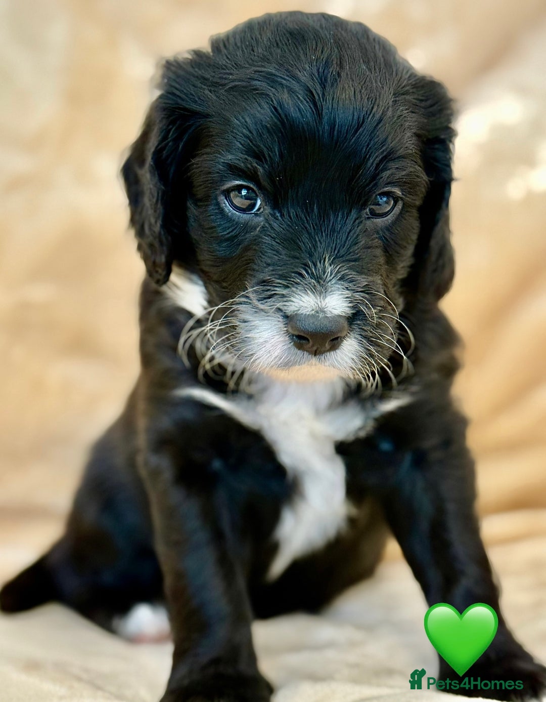 Cockapoo dogs for sale: 🐾 Gorgeous F2 Cockapoo Puppies 🐾 - Image 13
