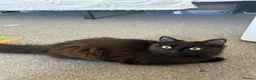 Turkish Angora cats for sale: Two Cats for One Loving Home ! in Birmingham - Advert 20