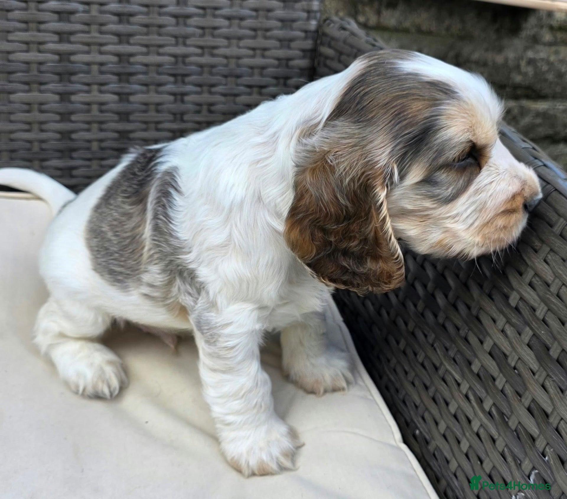 Cocker Spaniel dogs Show type cocker spaniel puppies - Advert 20