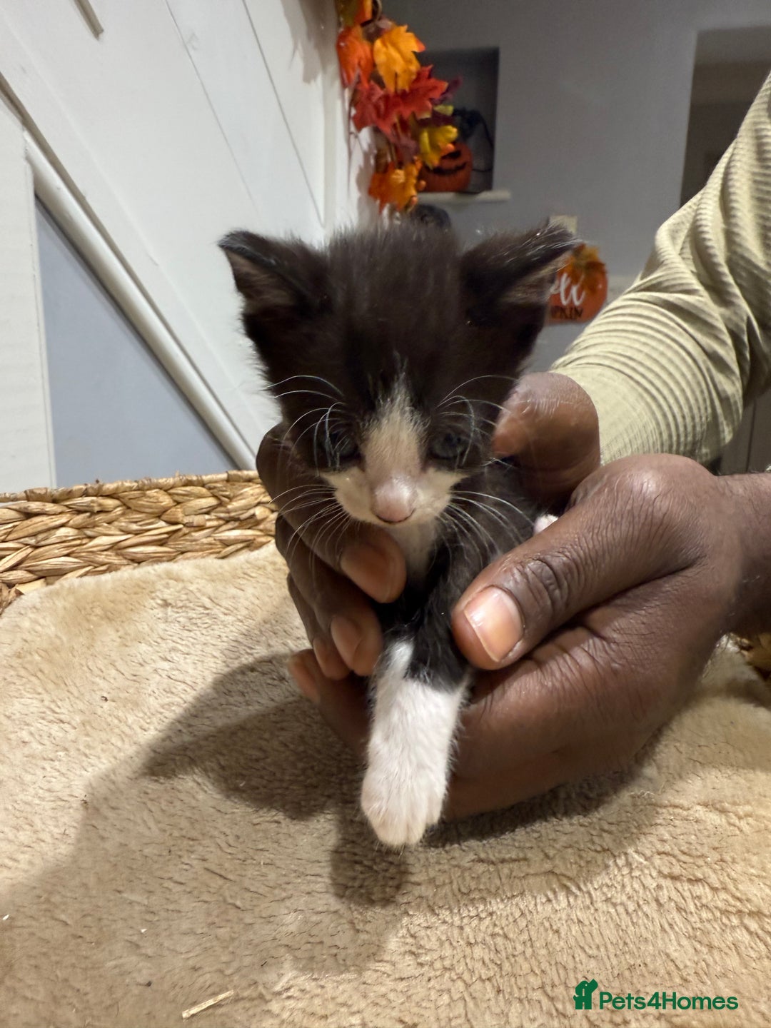 Mixed Breed cats for sale: Beautiful kittens for sale - Image 12