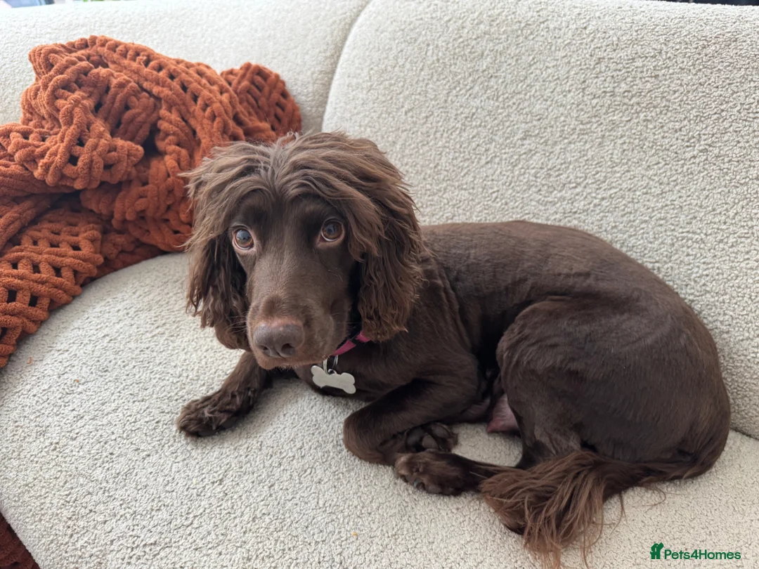 Sprocker dogs for sale: 2 Sprocker spaniel pups available for sale - Advert 1