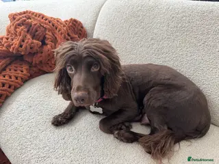 Sprocker dogs 2 Sprocker spaniel pups available for sale - Advert 8