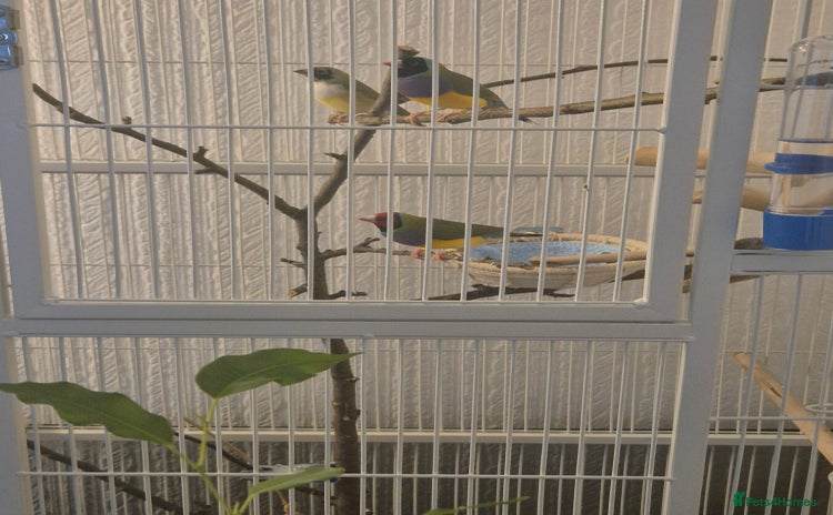 Finches birds - Advert 1