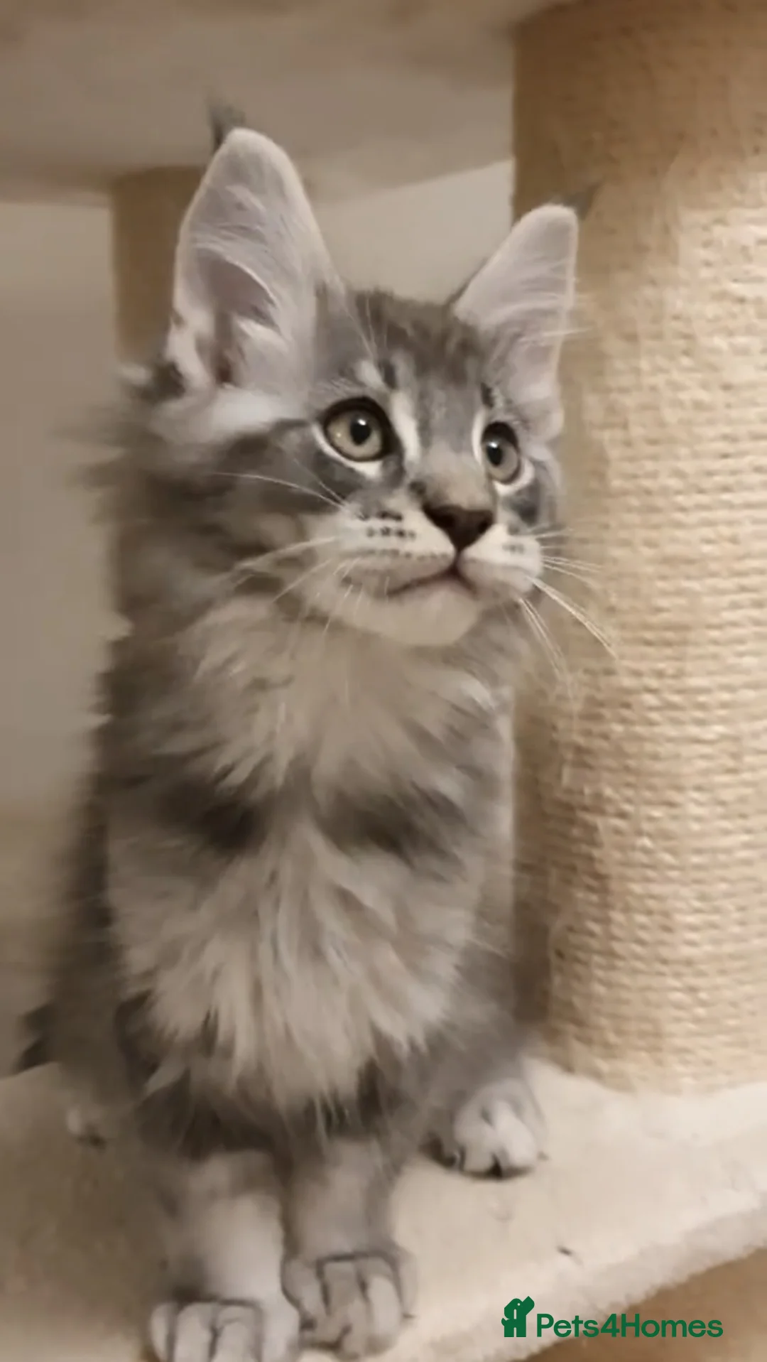 Maine Coon cats for sale: 🏅GCCF🏅 pure maine coon kittens  - Advert 2