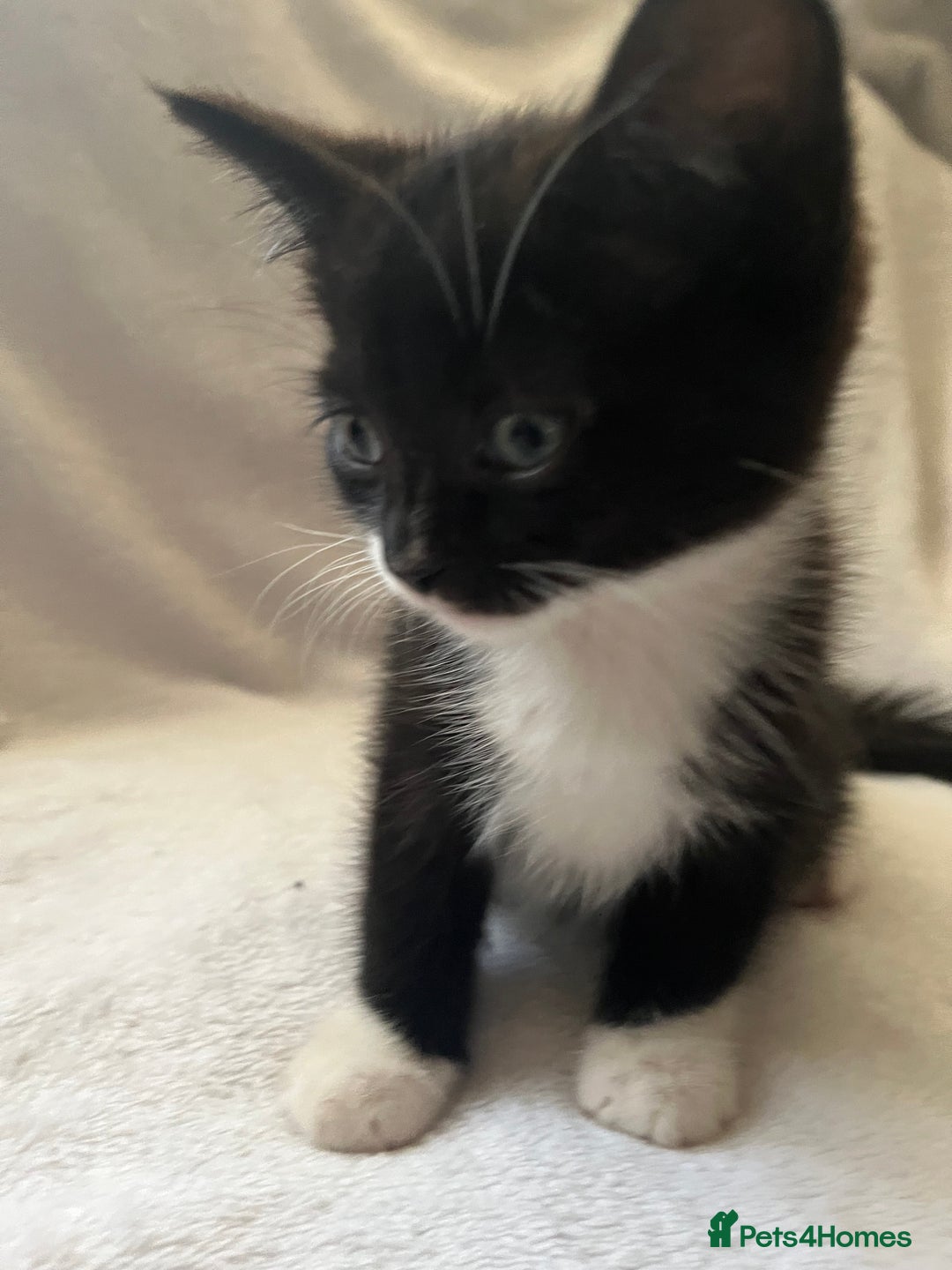 Mixed Breed cats for sale: Kittens - Image 6