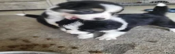 Border Collie dogs for sale: Home raised family border collie puppies in Knutsford - Advert 6