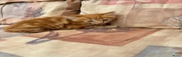 Mixed Breed cats for sale: Ginger-Tortie Kittens  - Advert 4
