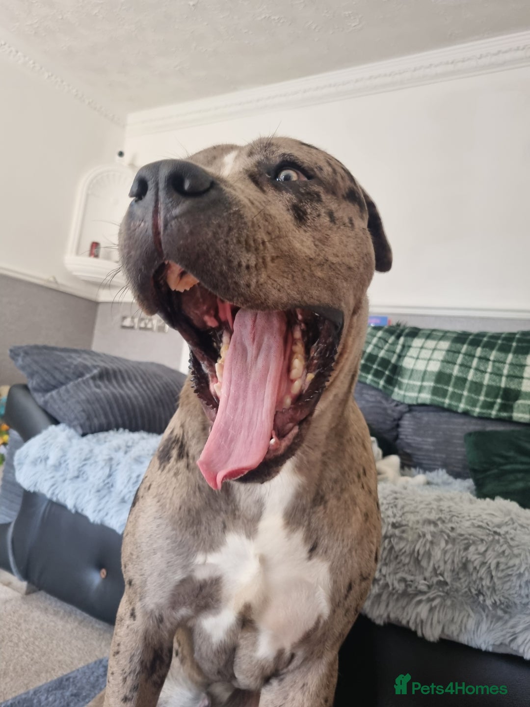 Mixed Breed dogs for sale: 14 month merle mastiff  - Advert 17