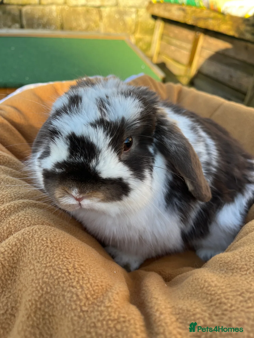 Mini Lop rabbits for sale: Gorgeous chocolate butterfly buck  - Advert 1